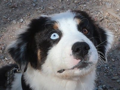 Aussie-Border-Puppy