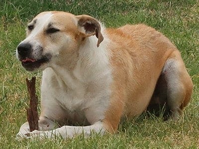 Tora-big-dog-eating-stick