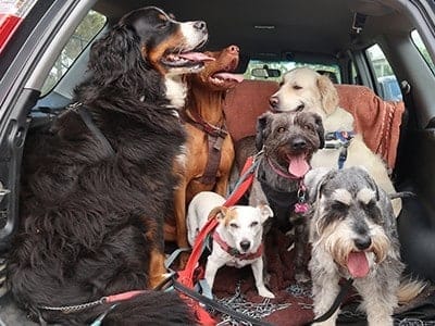 healthy-happy-dogs