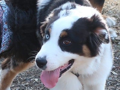 happy healthy puppy aussie border