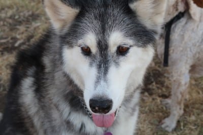husky-carnivore-dog