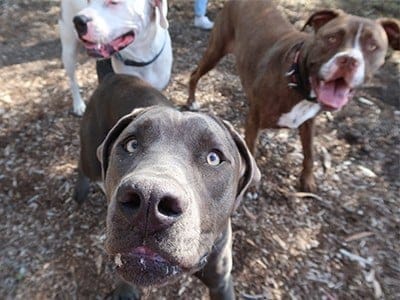 happy-meat-eating-dogs