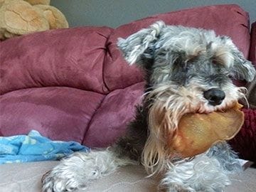 LUCY DOG
