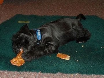 IZZY DOG