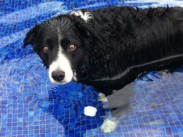 JACK DOG