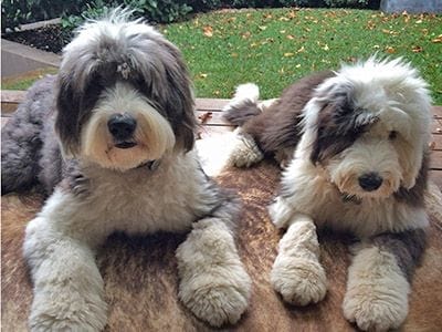 Woofda and Barkley Super dogs