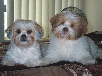 Goldie & Poppy super dogs !