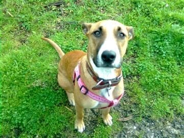 RUBY DOG