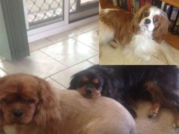 Bailey , Rocky and Indy DOGS