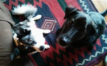 Happy Healthy Dogs
