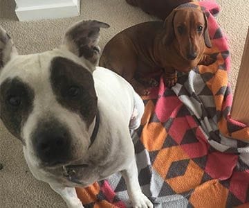 Penny and bandit Super dogs !