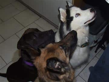 3 OF Char, Sassy, Buster, Imp and Holly DOGS