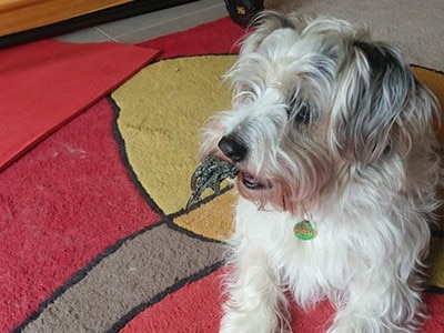 Laurie Super Dog!