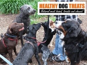 Dogs wanting Healthy Dog Treats