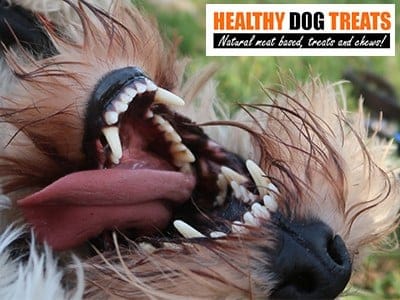 Dog Teeth very Clean
