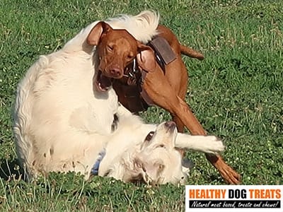 atlas and pippa dogs at play