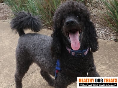 barkley poodle dog