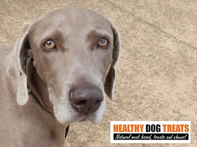 hunter dog