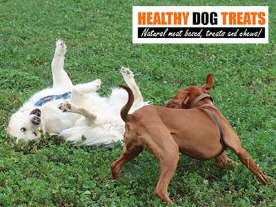 Pippa and Atlas dogs playing