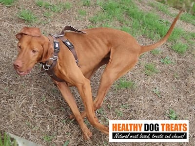 Atlas vizsla legend dog