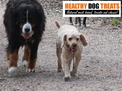archie and amy dog