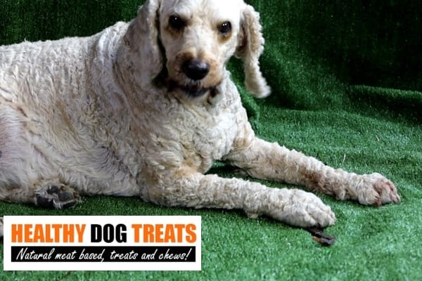 Archie dog with Beef Jerky Prime dog treat