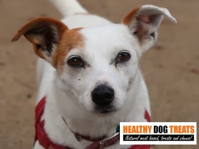 Tilly Jackrusell dog