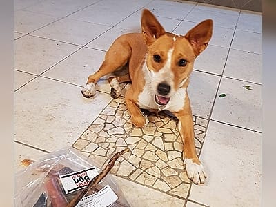 Luna fan of Bruce's Healthy Dog Treats