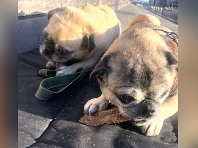 Abbey and Miley happy Pugs fans of Bruce's Healthy dog treats