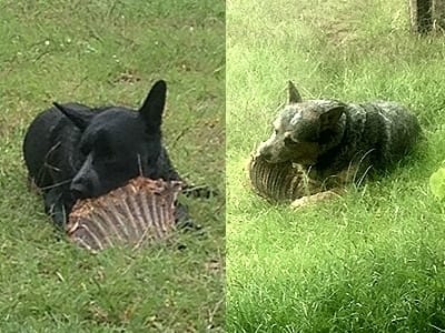 Happy Healthy Dog treats dogs with Roo ribs