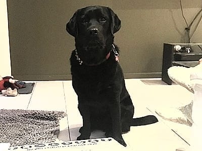 Clifford Super dog lab