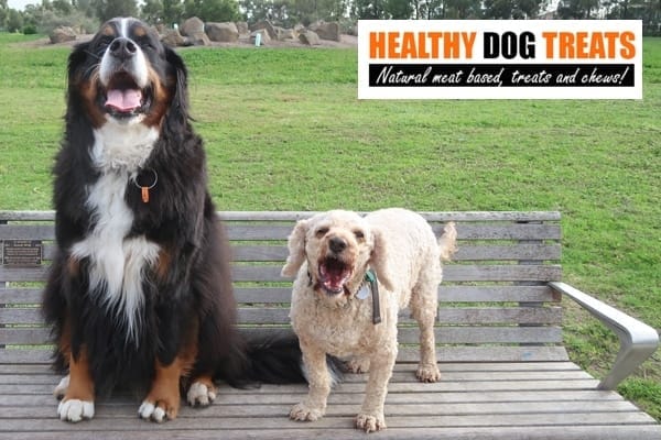 Archie and Amy Dogs on a bench