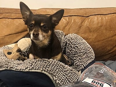 Rosie healthy dog treats fan