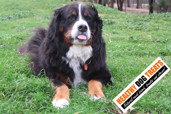 Amy dog bernese sitting