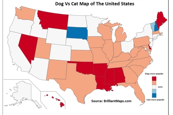 Dog V Cat USA 2020