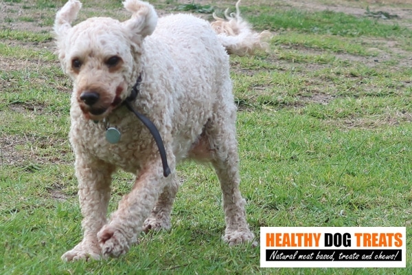 Archie healthy dog treats dog