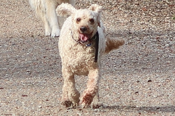 Archie spoodle dog