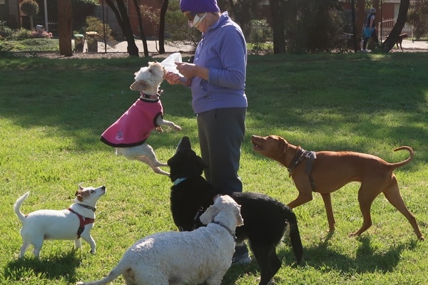 Desperation for dog treats at the park