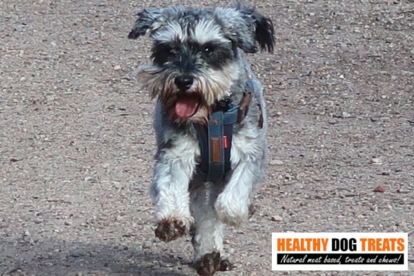 ted dog schnauzer