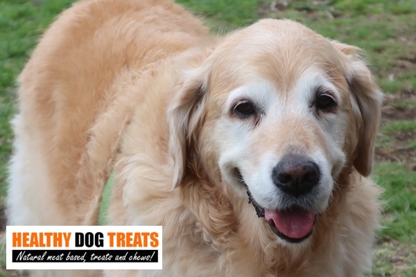 Margot happy golden retriever