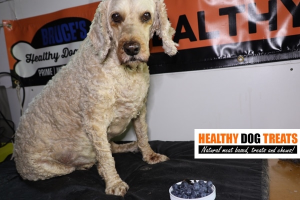 Archie blueberry puzzle healthy dog treats