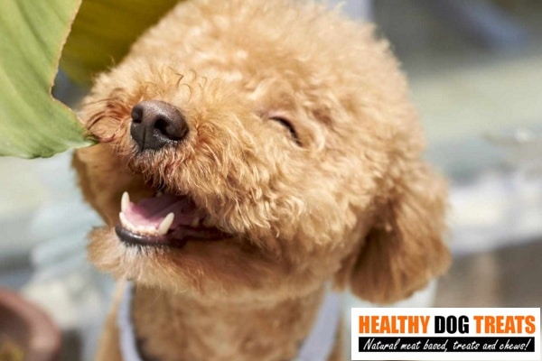 A happy clean ear oodle !