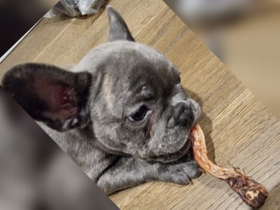 Gucci Frenchie dog loving his treats!