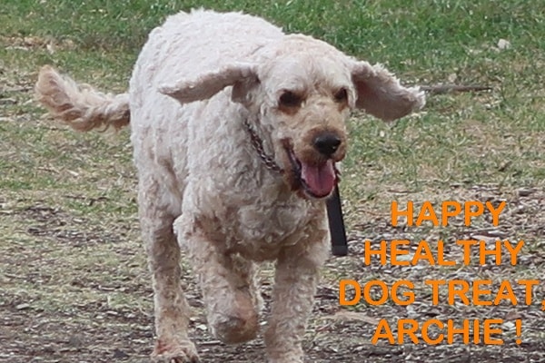Healthy Archie in the dog park
