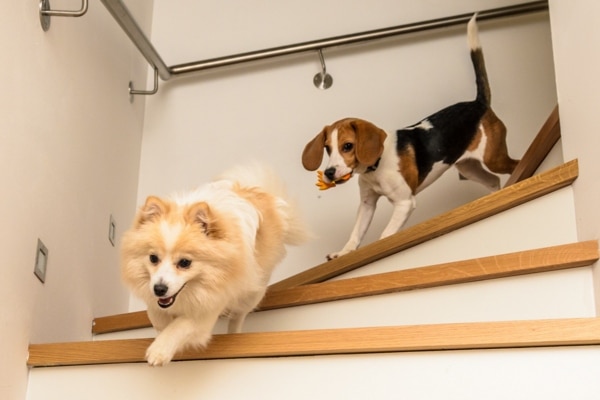 Healthy joint dogs running down stairs