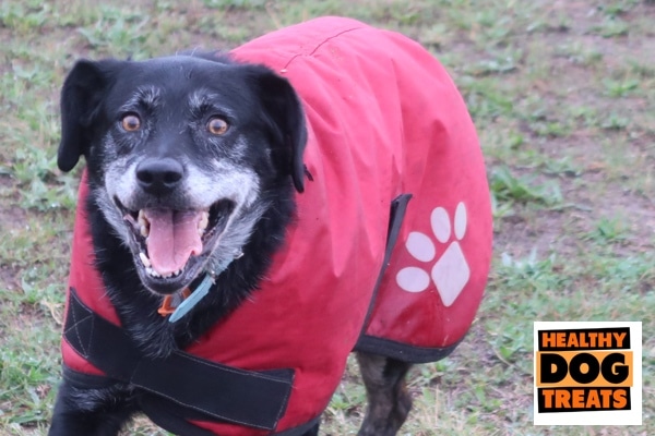 A happy healthy dog treats customer called jazz