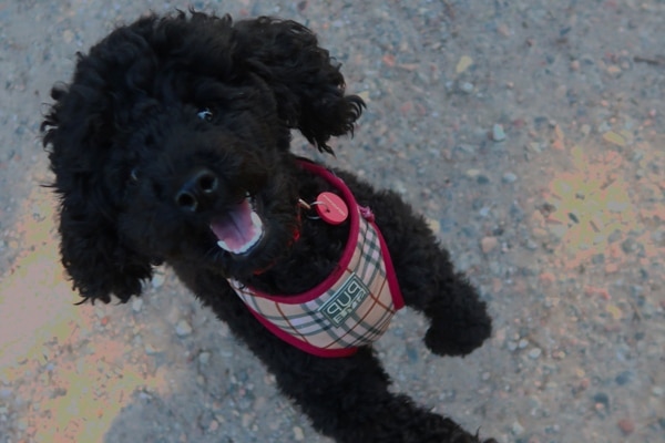 Another meat loving dog! Benny !