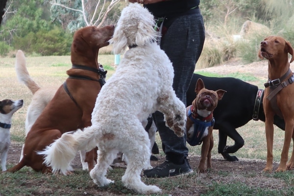 Happy healthy dog treat receivers