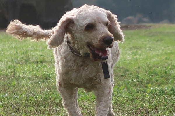 Healthy dog treats Singapore supporter