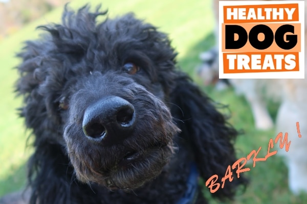 bARKLY POODLE HEALTHY DOG TREATS